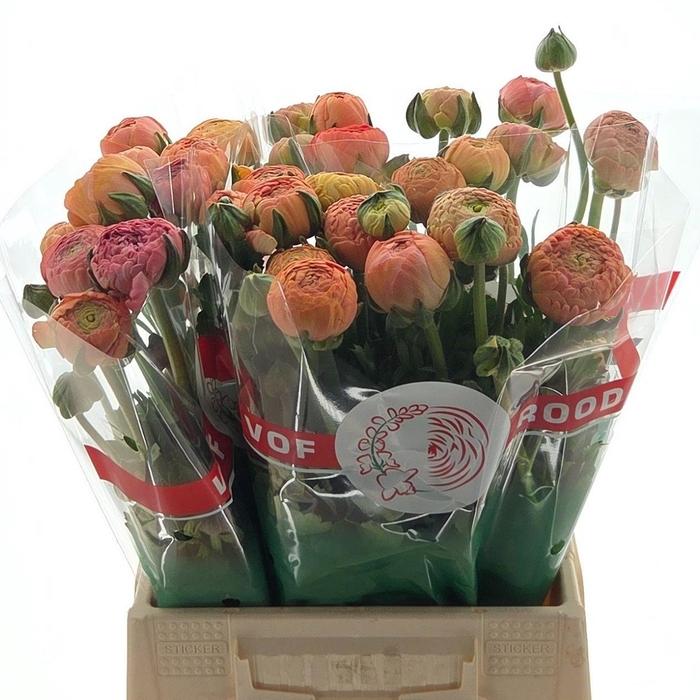 <h4>Ran Aazur Salmon</h4>