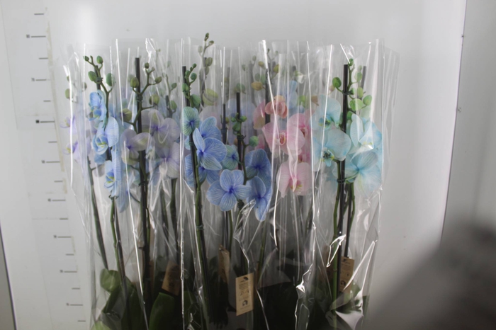 <h4>PHALAENOPSIS MULTICOLOR P12 2 HT</h4>