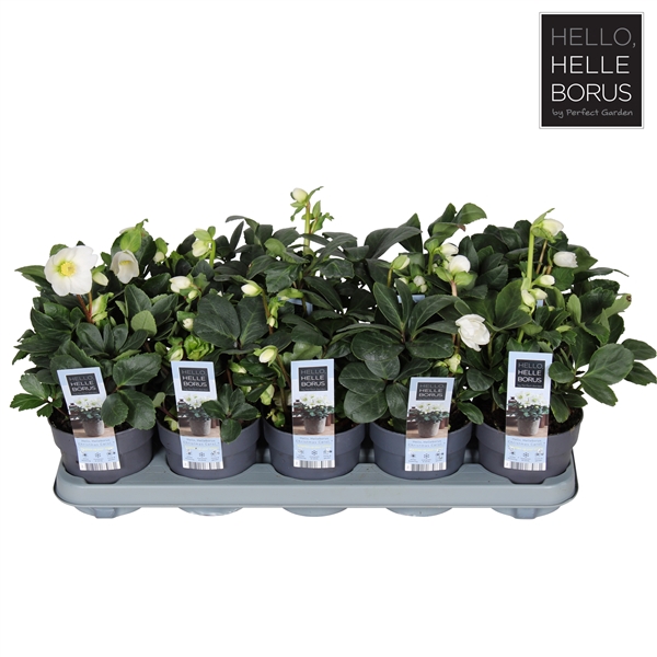 <h4>Helleborus niger 'Christmas Carol' P12 (L)</h4>