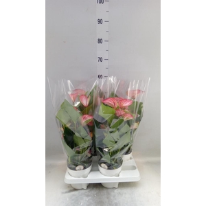 Anthurium andr. 'Livium Red'