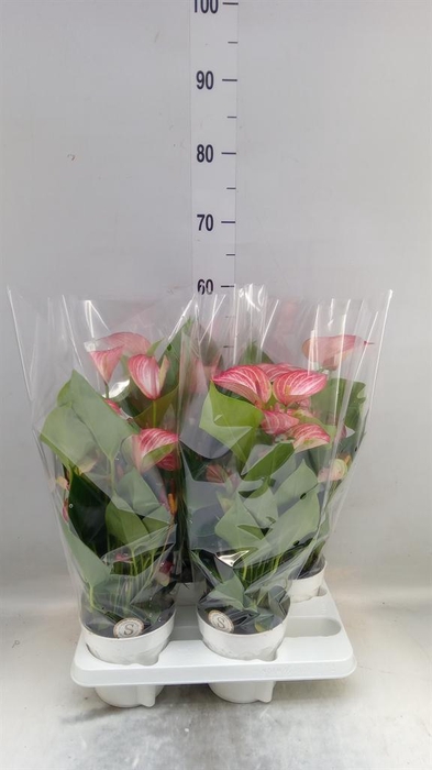 <h4>Anthurium andr. 'Livium Red'</h4>