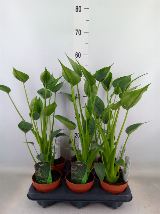 <h4>Planten  ..mix</h4>