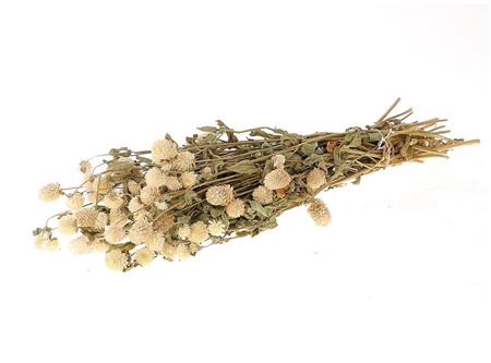 <h4>Bunch Gomphrena Slv 100g L55</h4>