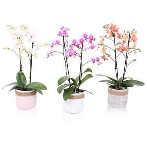 Phal. Multiflora 2-tak mix in keramiek BGC896 betonpot touw