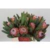 Protea Susara