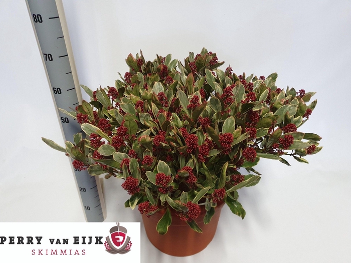 <h4>SKIM J PEROSA</h4>