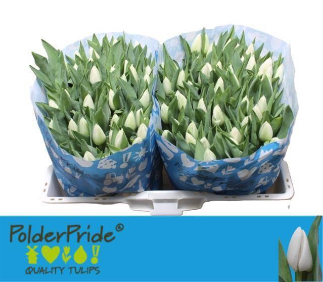 <h4>TU EN UPDATE</h4>