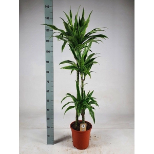 Dracaena lemon lime 'Jumbo' 90-60-30 140