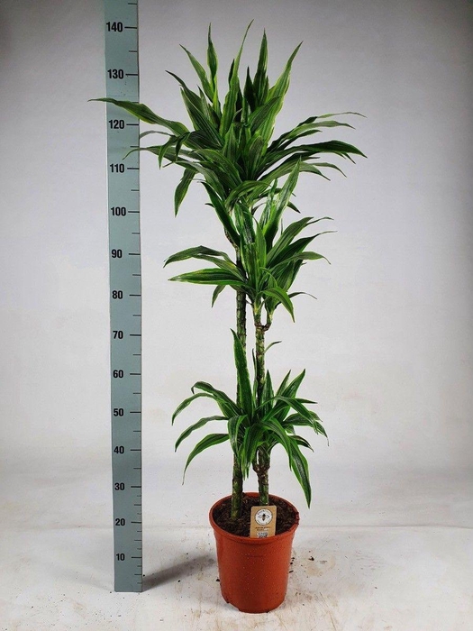 <h4>Dracaena lemon lime 'Jumbo' 90-60-30 140</h4>