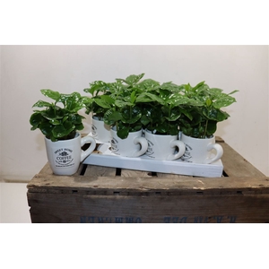 arr8 Coffea Arabica In Koffiebeker