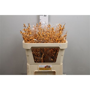 Ilex Ve Golden Verboom