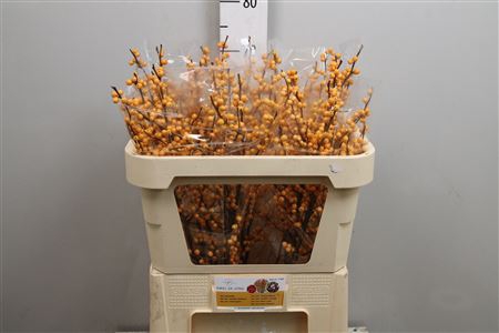 <h4>Ilex Ve Golden Verboom</h4>
