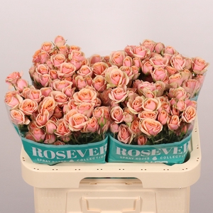 R Tr Classic Rosever