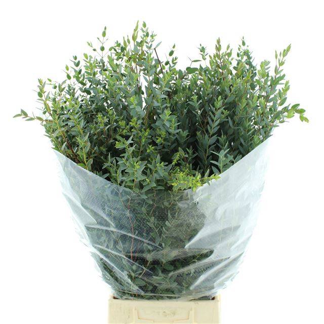 <h4>EUC PARVIFOLIA P BS</h4>