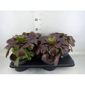 Aeonium arboreum 'Velours'