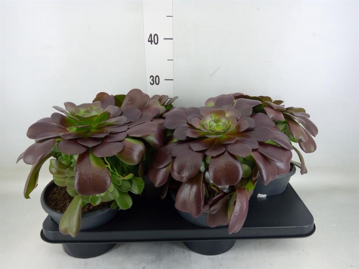 <h4>Aeonium arboreum 'Velours'</h4>