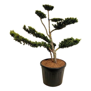 Taxus cuspidata nana