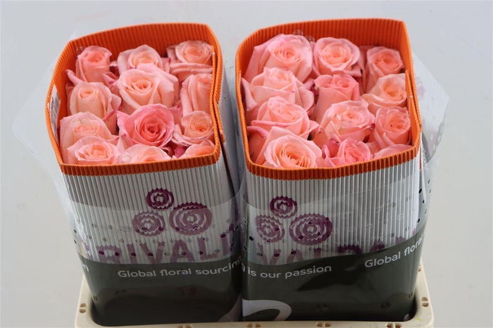 <h4>R Gr Engagement</h4>