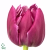 Tulipa do double princess