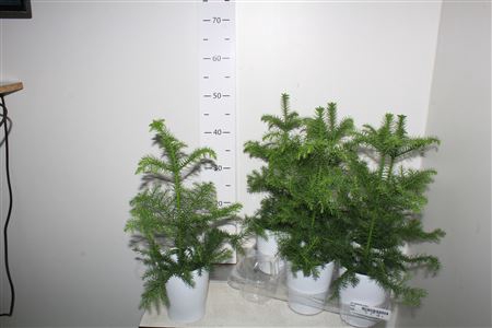 Araucaria Ceramic White