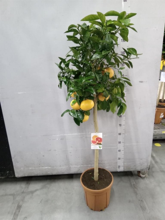 <h4>Citrus   ...</h4>