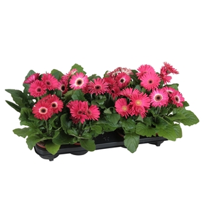 Gerbera belicht 2+bl 12cm excellent paars (diverse kleurtinten)