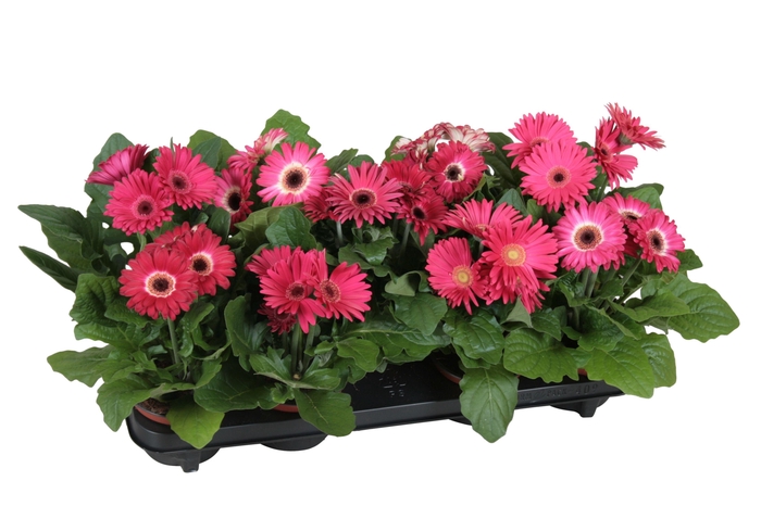 <h4>Gerbera belicht 2+bl 12cm excellent paars (diverse kleurtinten)</h4>