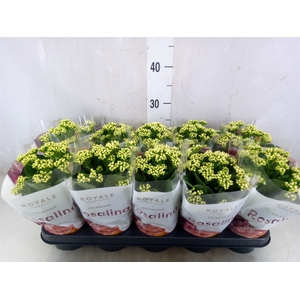 Kalanchoe blos. 'RosDon Dione'