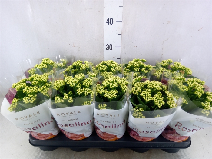 <h4>Kalanchoe blos. 'RosDon Dione'</h4>