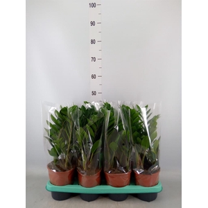 Zamioculcas zamiifolia