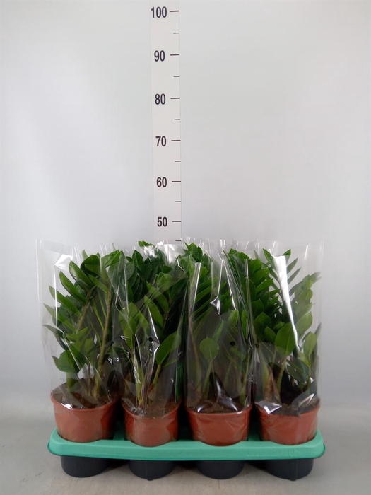 <h4>Zamioculcas zamiifolia</h4>