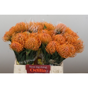 Nutans Ayoba Peach