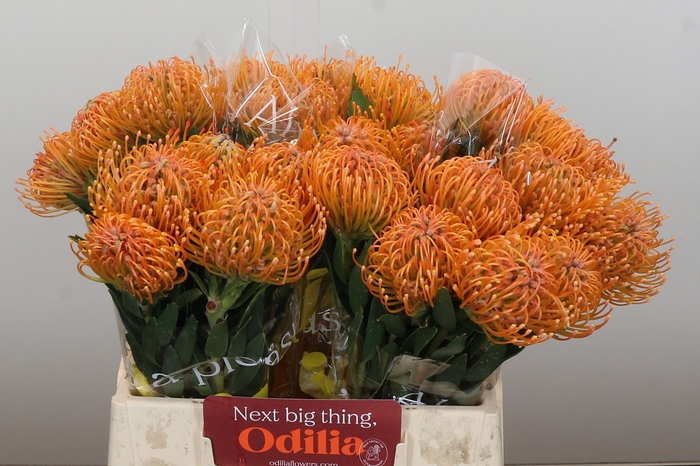 Nutans Ayoba Peach