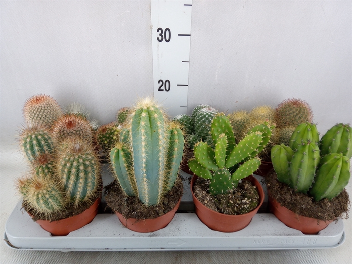 <h4>Cactus   ...mix</h4>