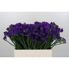 Limonium Navy Sun Birds