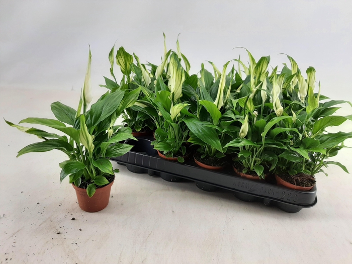 <h4>SPATH CHOPIN</h4>