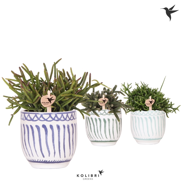 <h4>Kolibri Greens Rhipsalis mix in Granada pot blue mix</h4>