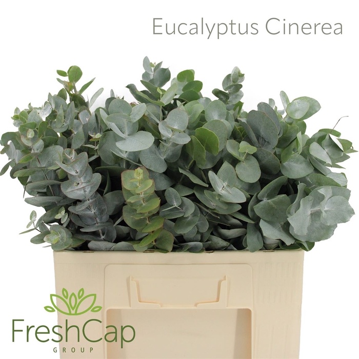 <h4>Eucalyptus Cinerea</h4>
