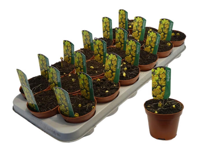 <h4>Eranthis hyemalis</h4>