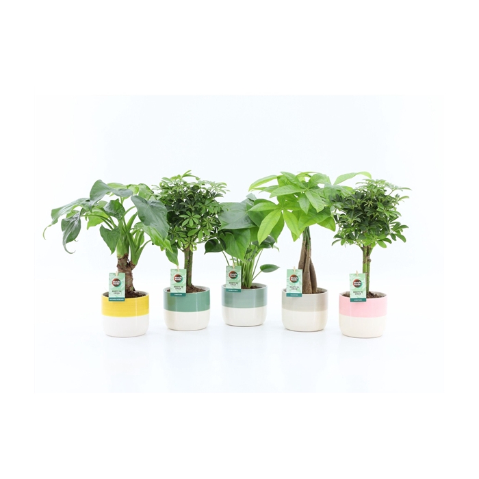 <h4>Jungle Mix in Two Tone keramiek</h4>