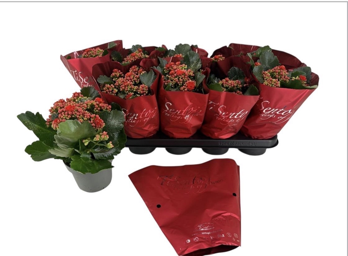 <h4>KAL GE PERFECTA RED</h4>