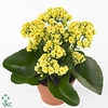 KALANCHOE ARTS-HYBRID