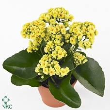 KALANCHOE ARTS-HYBRID