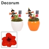 Amaryllis Rood 2 Knop in Melanie HALLOWEEN (Decorum)