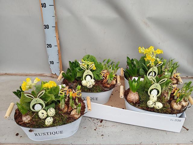 <h4>ARR BOL KNOLGEWAS</h4>