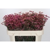 Limonium China Red