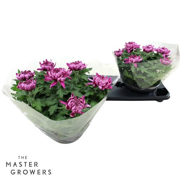 <h4>Deco Chrysant Cosmo Schaal Paars 23cm 7pp</h4>
