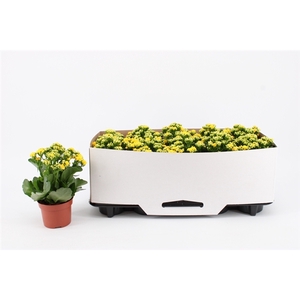 Kalanchoe Double Yellow, in kraag