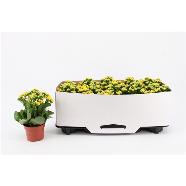 <h4>Kalanchoe Double Yellow, in kraag</h4>