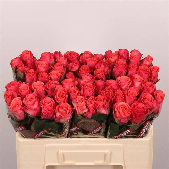 <h4>Rosa large pink tacazzi+</h4>